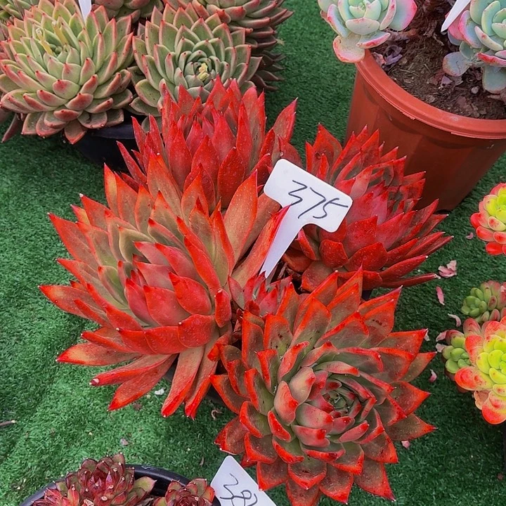 /***）丽娟花卉弗兰克4头