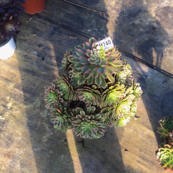 粉黛多肉74000000000