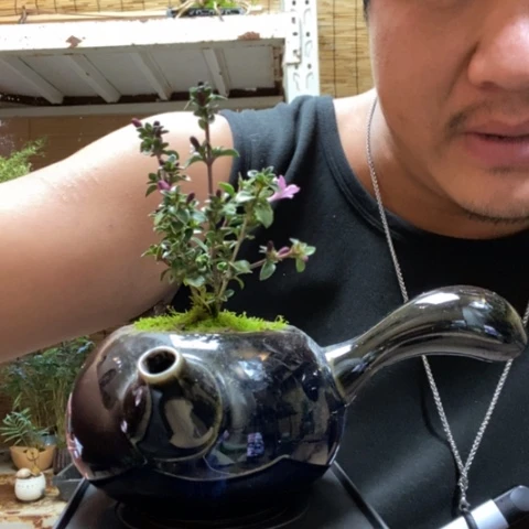 红陶一物一拍所见即所得191