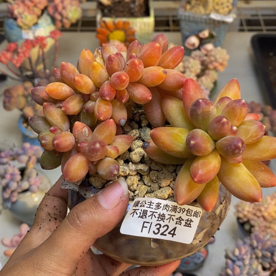324香蕉树缀多肉8cm