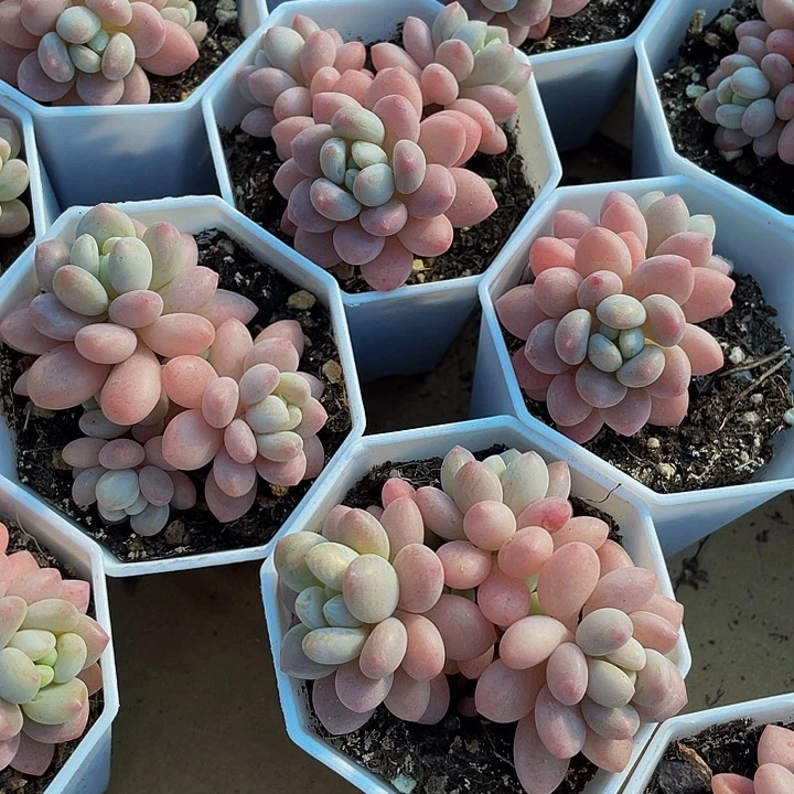 八角盆鱼子酱带盆土