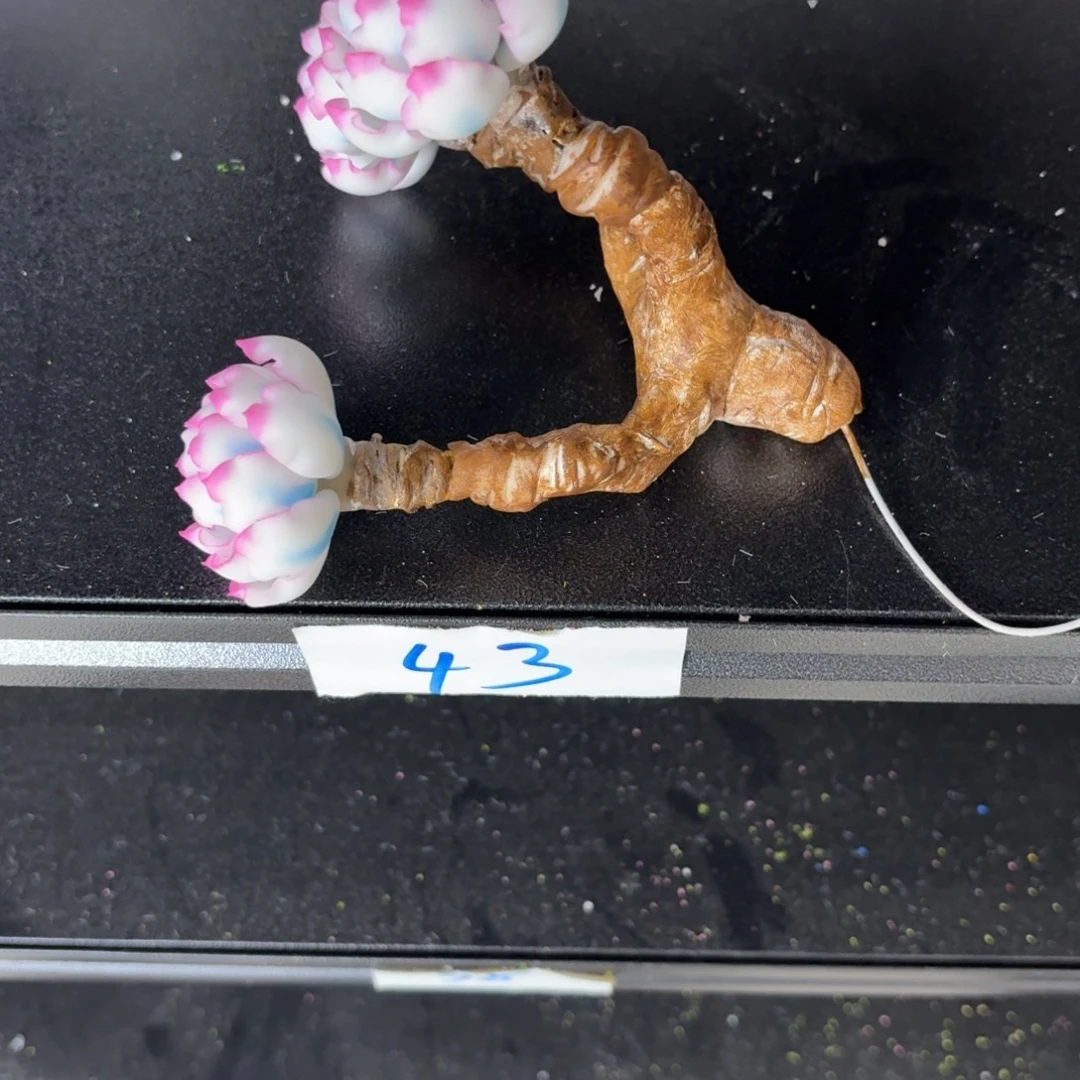 树脂制品43号噢噢噢噢