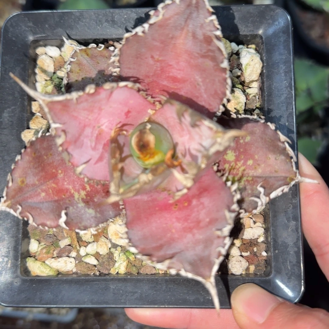 红狮仁王冠龙舌兰