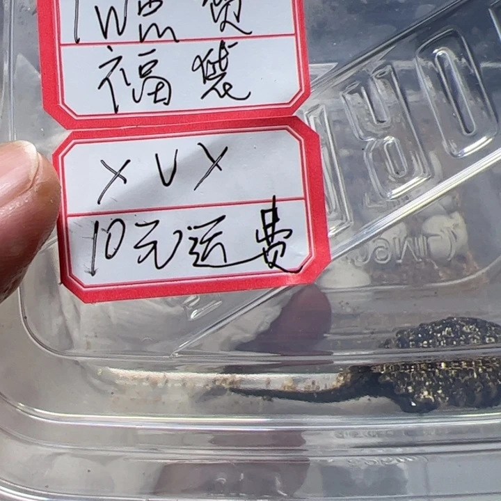 ✘***✘母绿毛龟一万点赞福袋中奖者