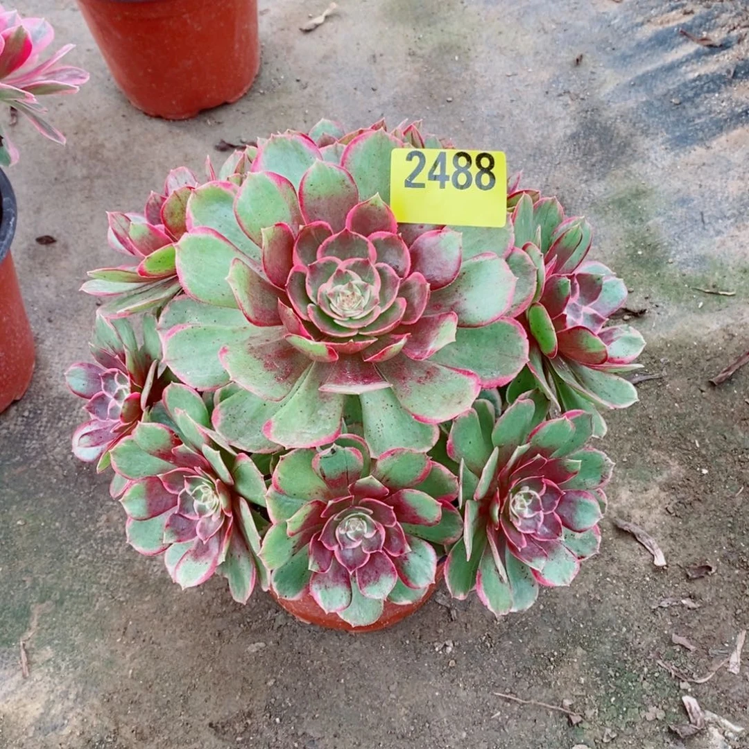 粉花妖多肉法师2488