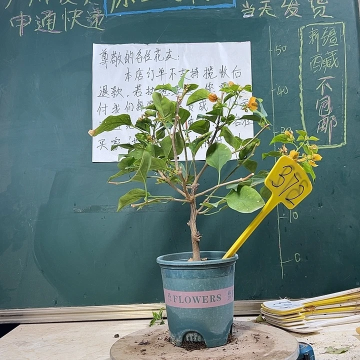 当前无花栽培后可以开花柠檬黄 372