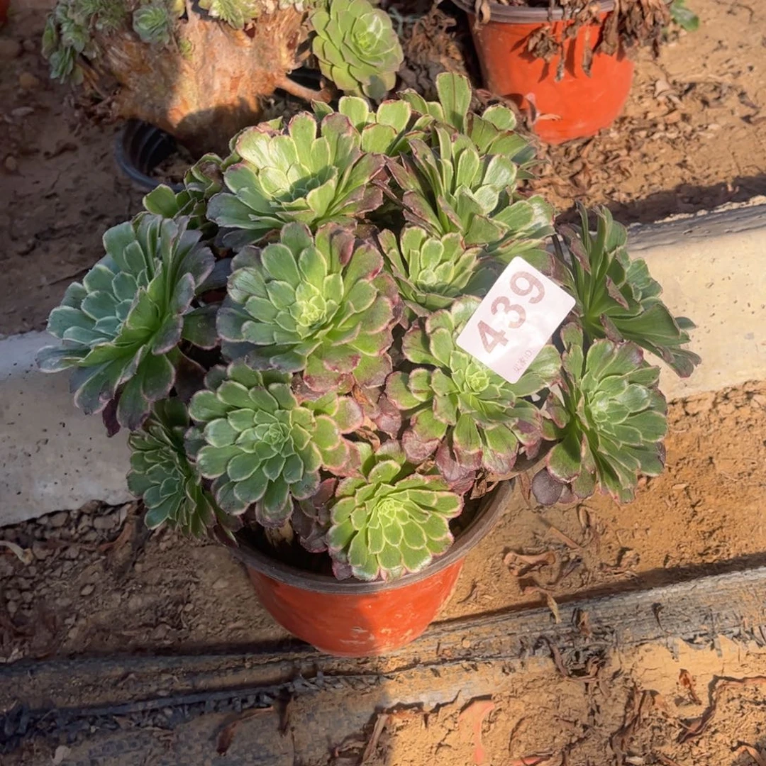 绿体水墨439不包断枝