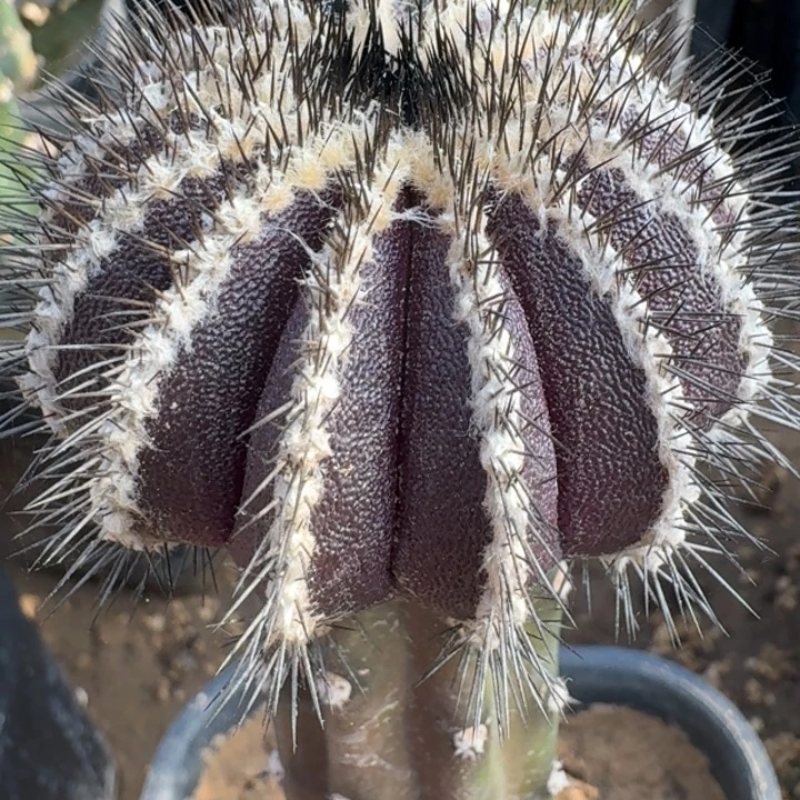 栉刺尤伯苗接66666666