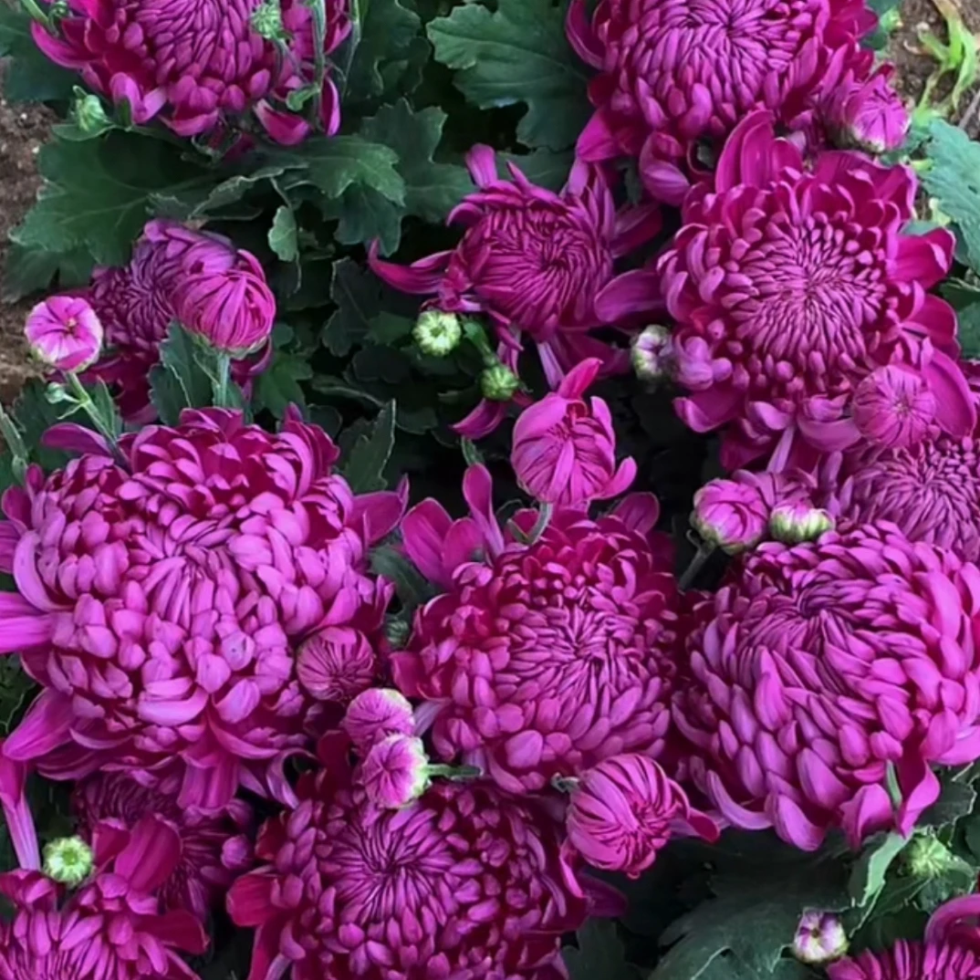 带花苞紫绣球菊花盆栽四季开花多年生室内外好养活