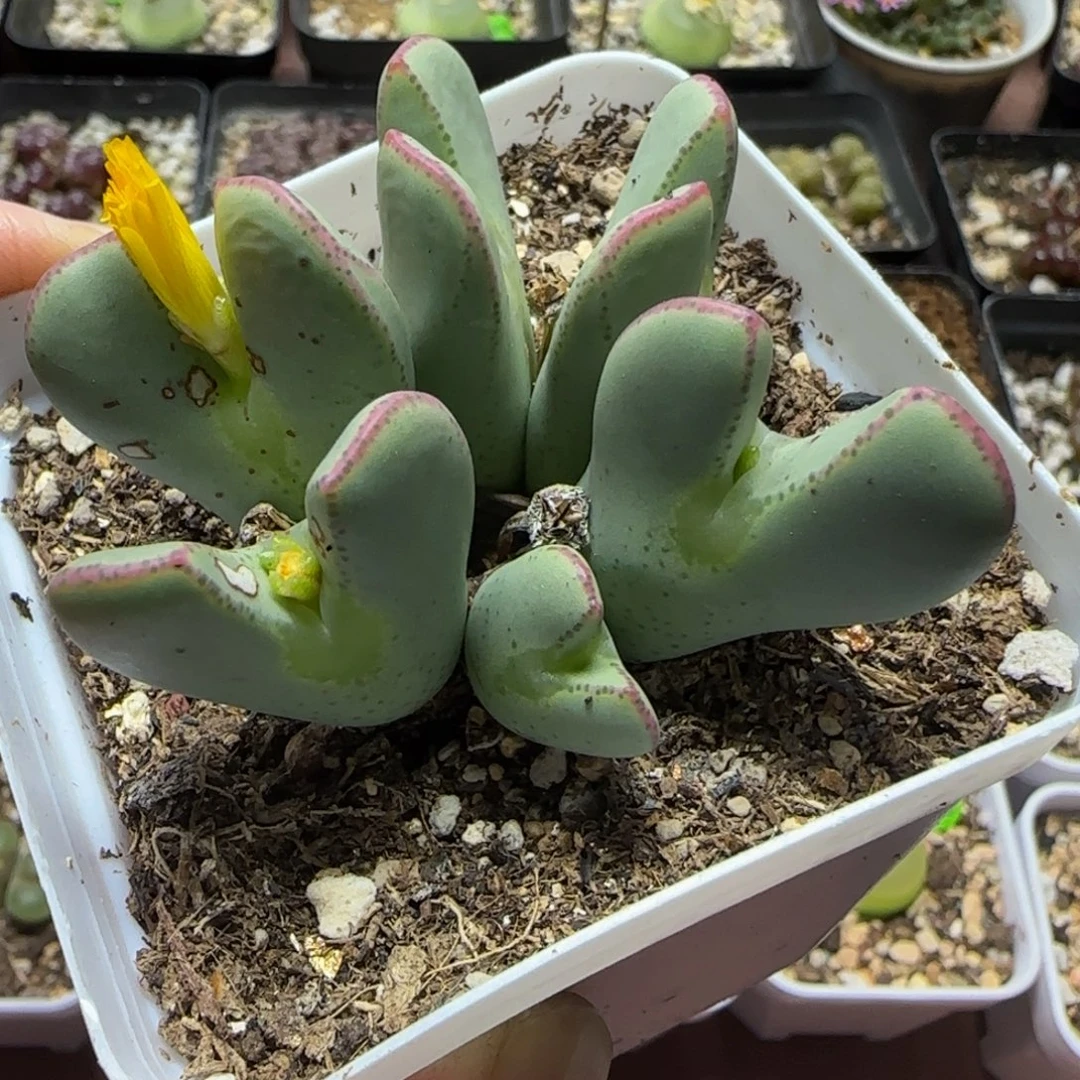 巨无霸多肉植物881