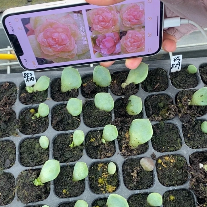 穴盘蜜柚825芽苗一个多肉