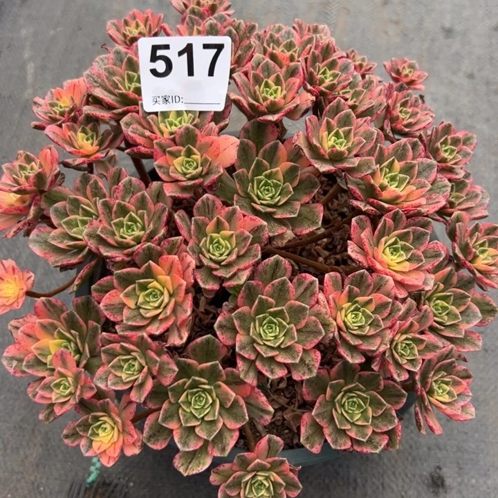 517甜茶22厘米左右