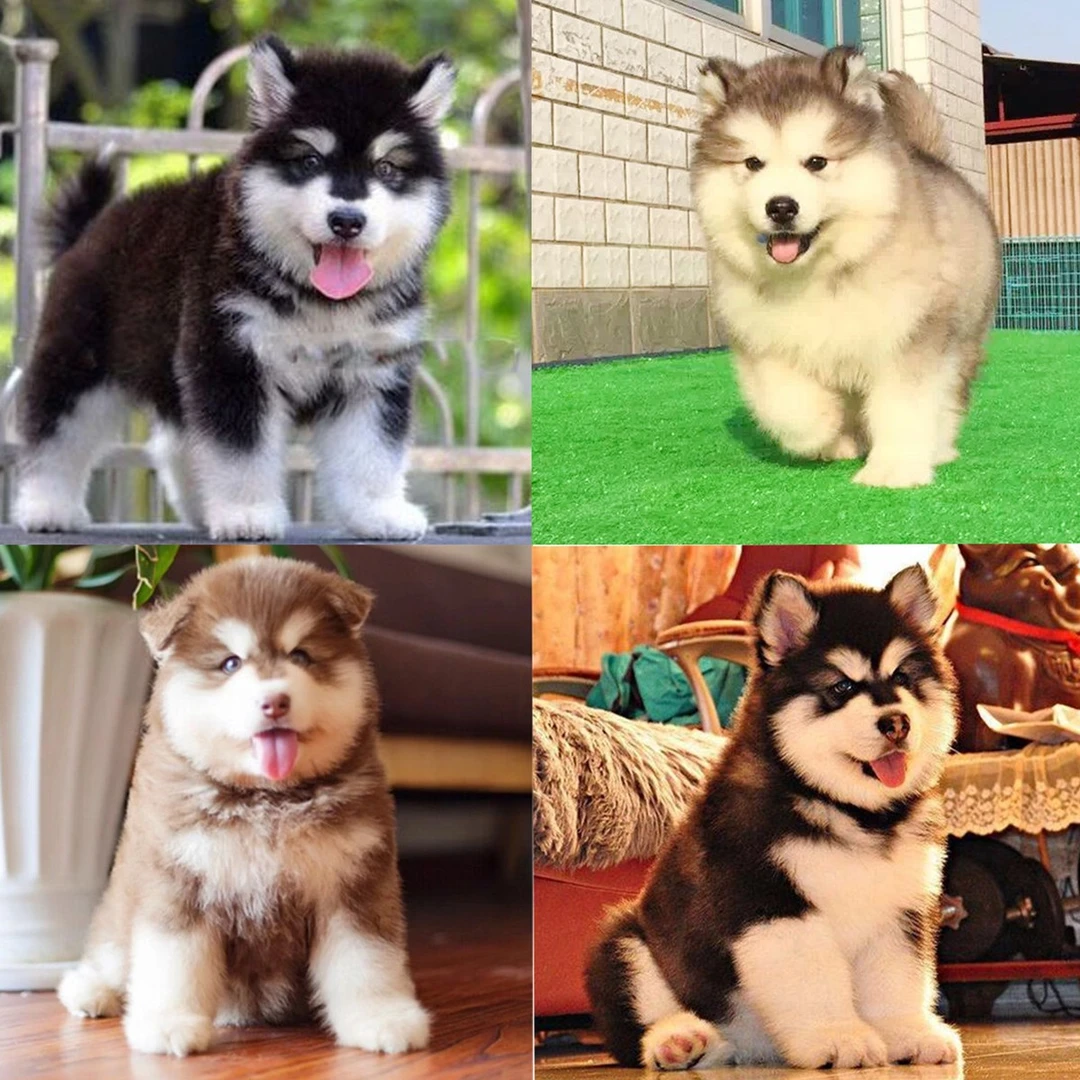 （1号）纯种阿拉斯加幼犬灰桃棕红色黑色阿拉斯加一物一拍