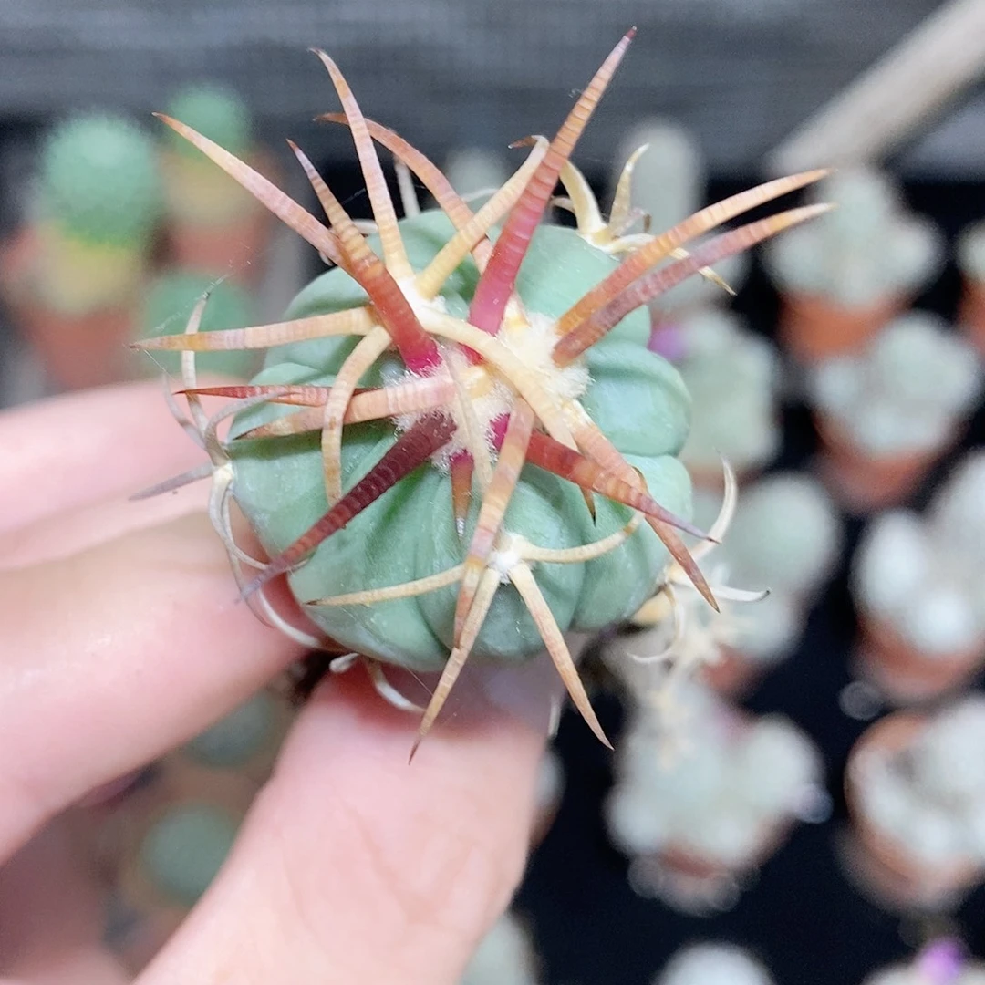 实生精品平丸 品相自观如图