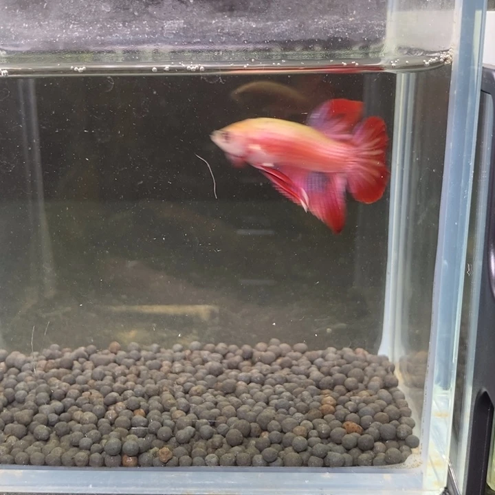 斗鱼泰国斗鱼172号