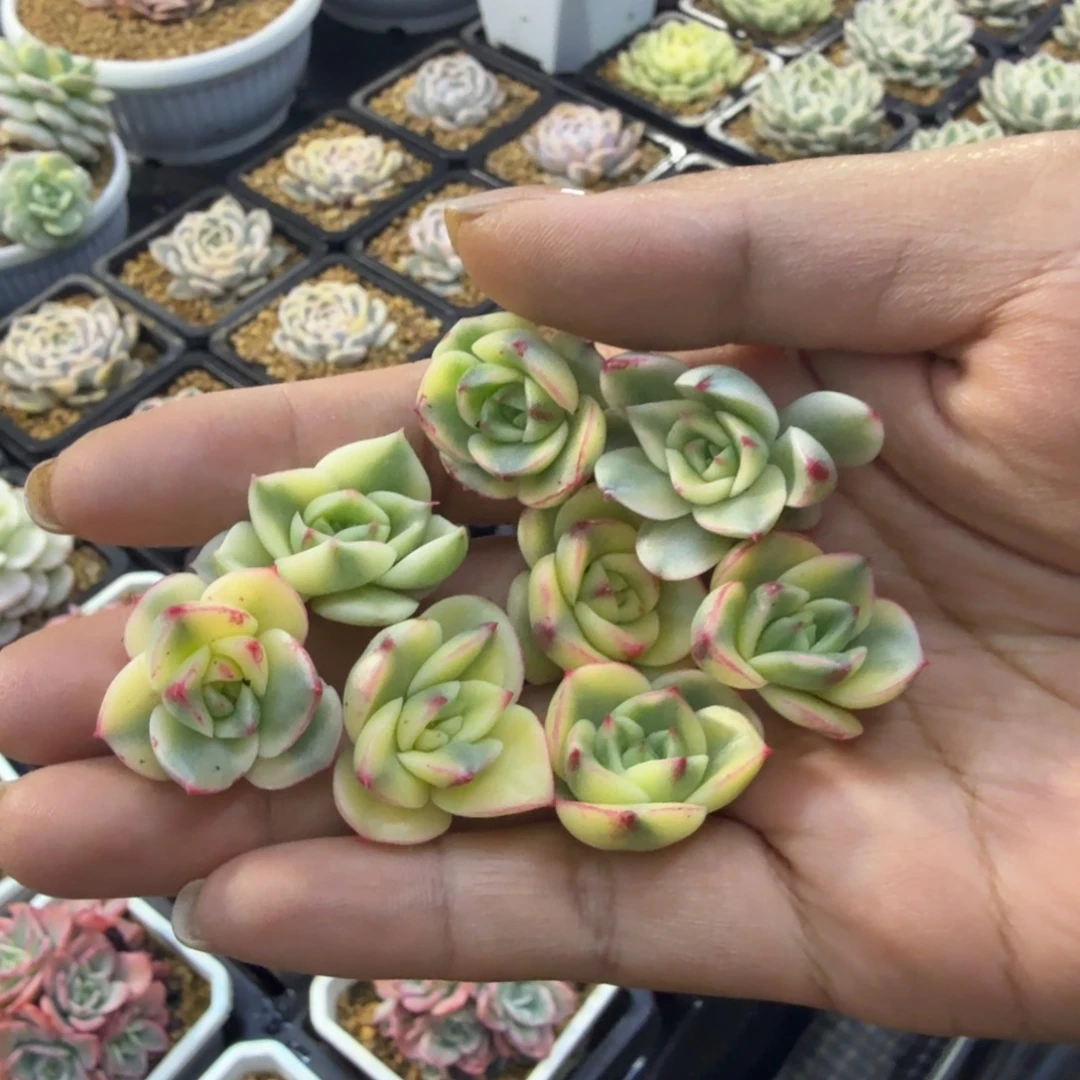 斗牛士锦2到3公分