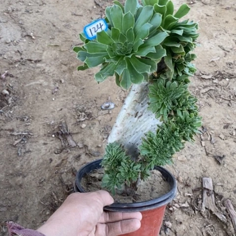 原始绿缀瑕疵一物一拍