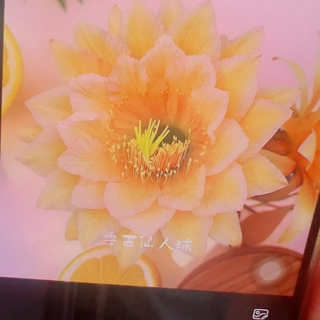 彩草东方  侧芽 满20包邮