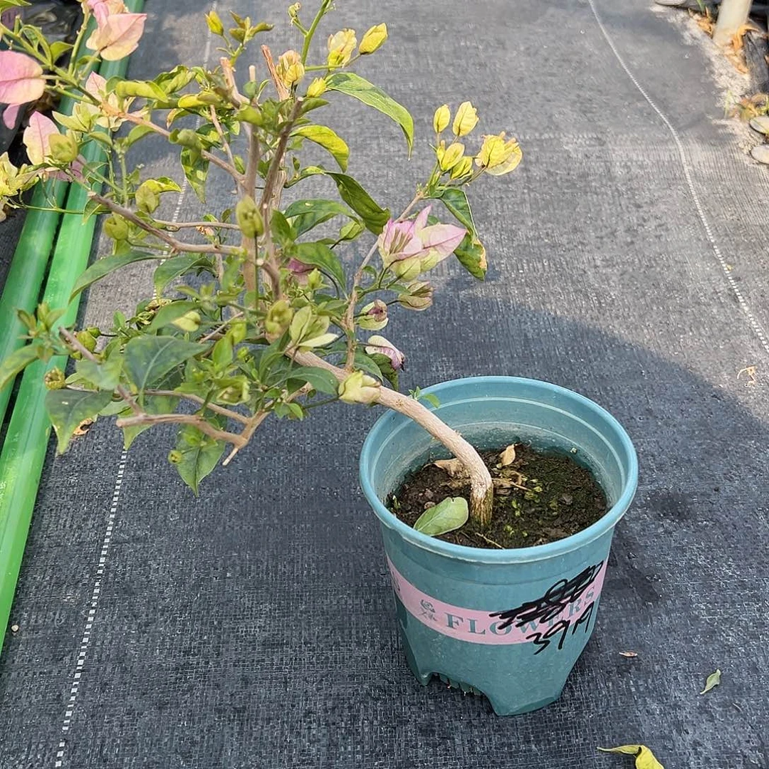 小***春完全开放雪紫 造型 3919