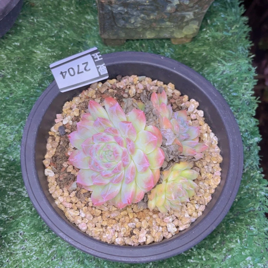 珍妮杂多肉植物2704