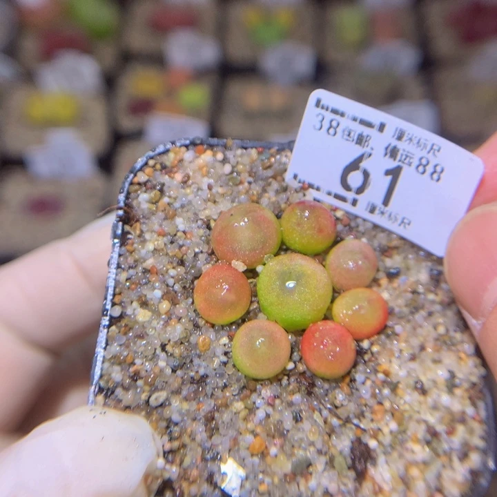 酒****? zZ精品生石花61