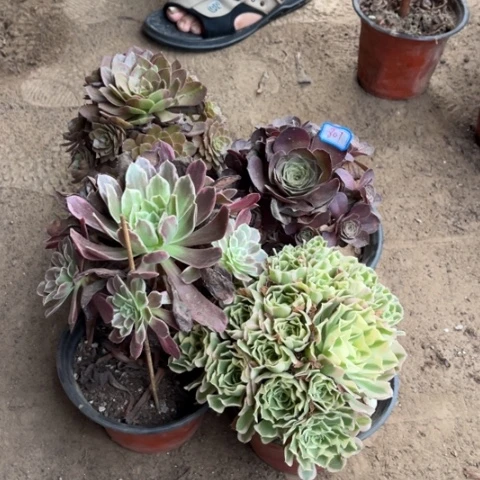 807多肉植物组合，
