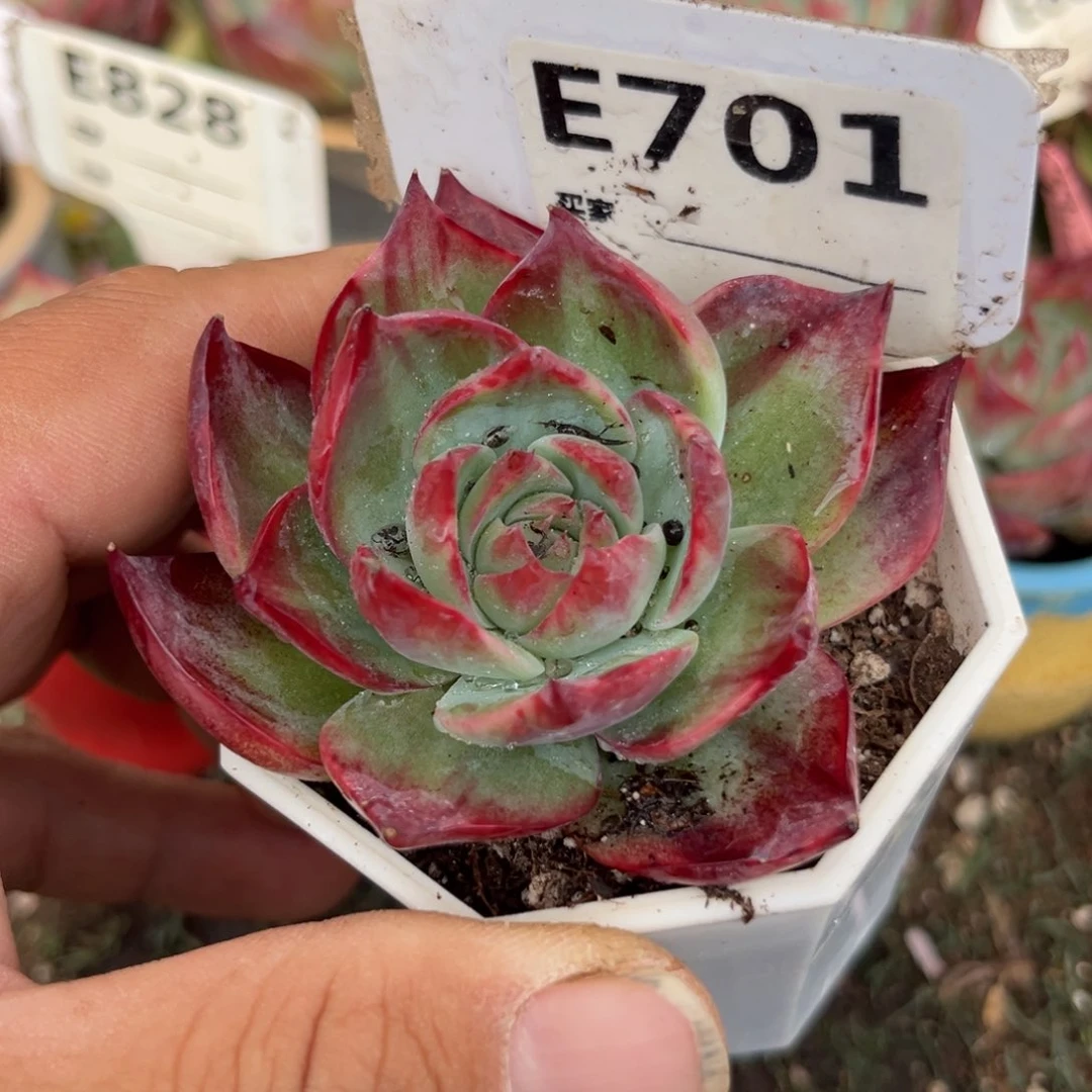 往***?惊鸿一瞥701号多肉