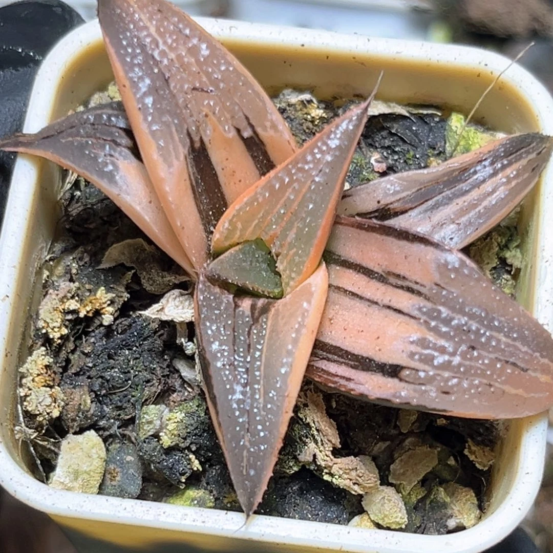 恭喜发财大吉大利4080