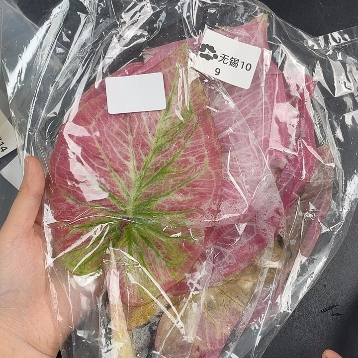 无花朵Q330袋装发货