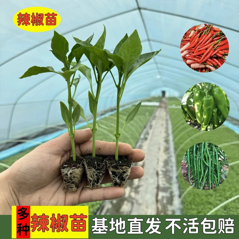 辣椒种苗薄皮椒螺丝椒长线椒灯笼椒朝天椒小米椒甜椒四季秧苗种植