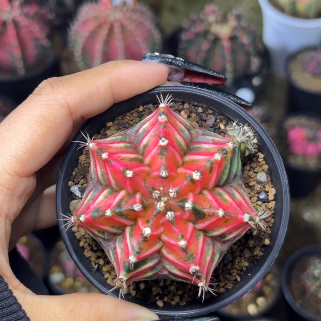 红虎斑 侧牙 带盆土发货