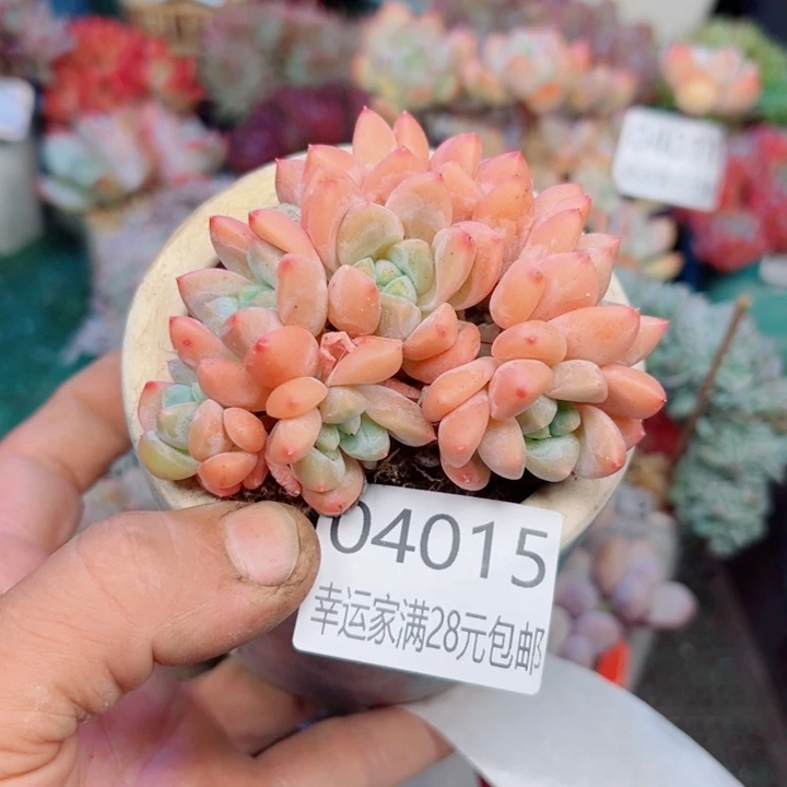 幸运的是我还没遇到你，