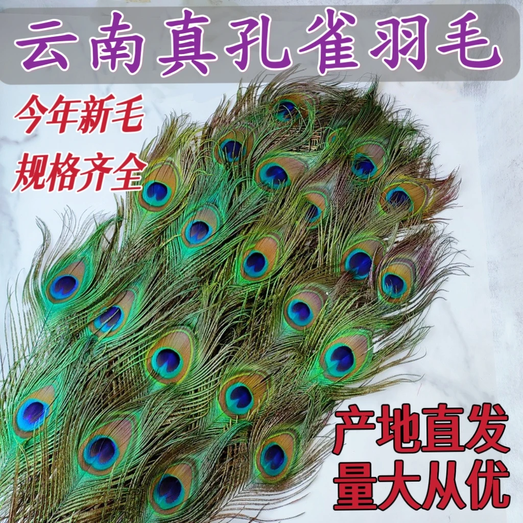 云南天然真孔雀羽毛翎尾当季新毛家居装饰品摆件插花