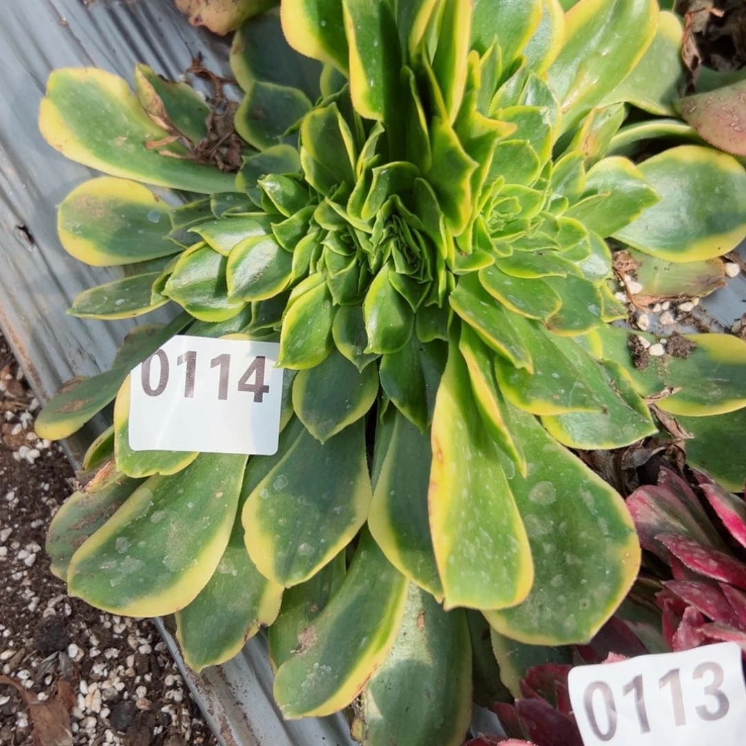 114 号多肉植物法师新号福利