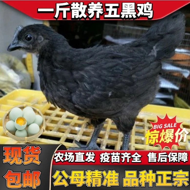 宠物五黑鸡顺丰包邮