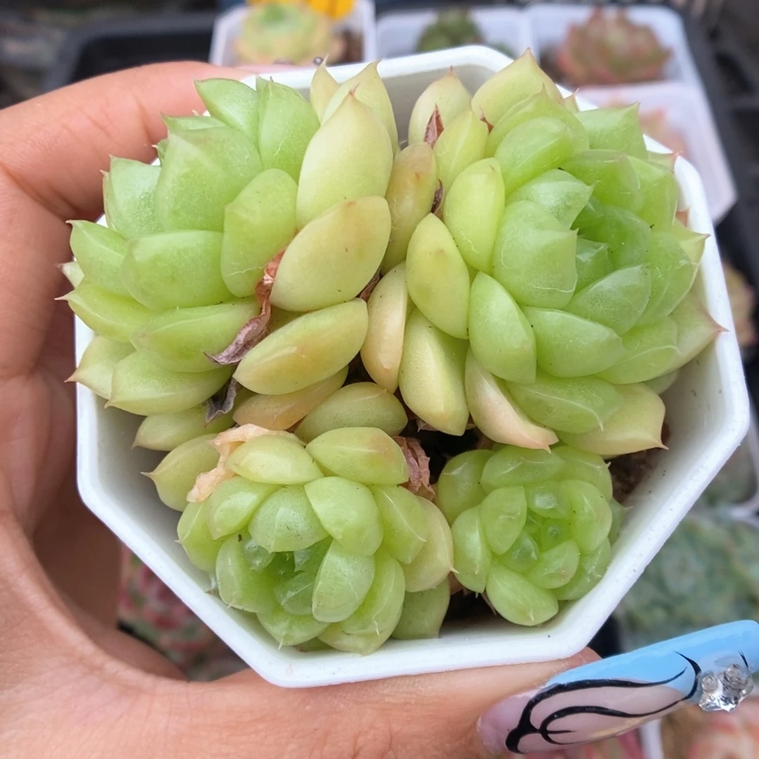 灯泡珍妮群生215号。