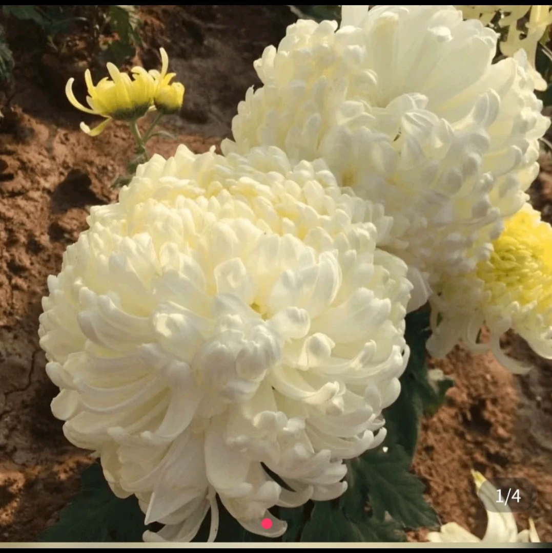 九月大花菊《国华太保》（带花苞）菊花大苗 新老花友福利