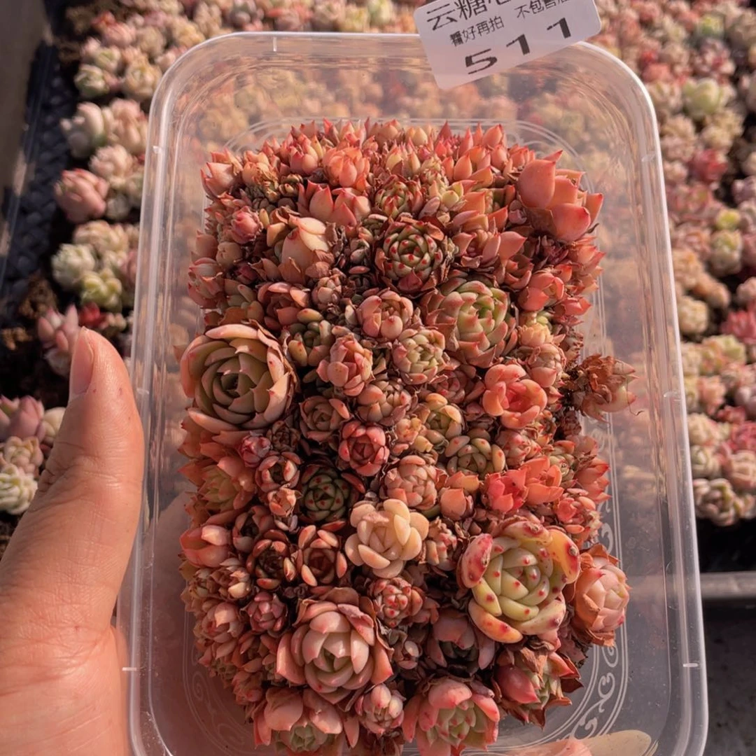 云糖心多肉植物511