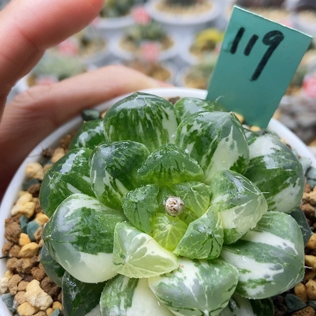 玛琳锦119111111111111