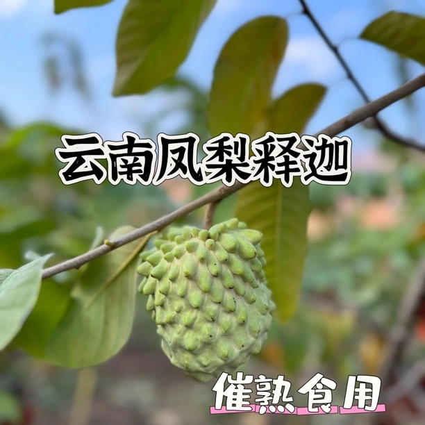 云南释迦果新鲜现摘香甜多汁牛奶凤梨番荔枝