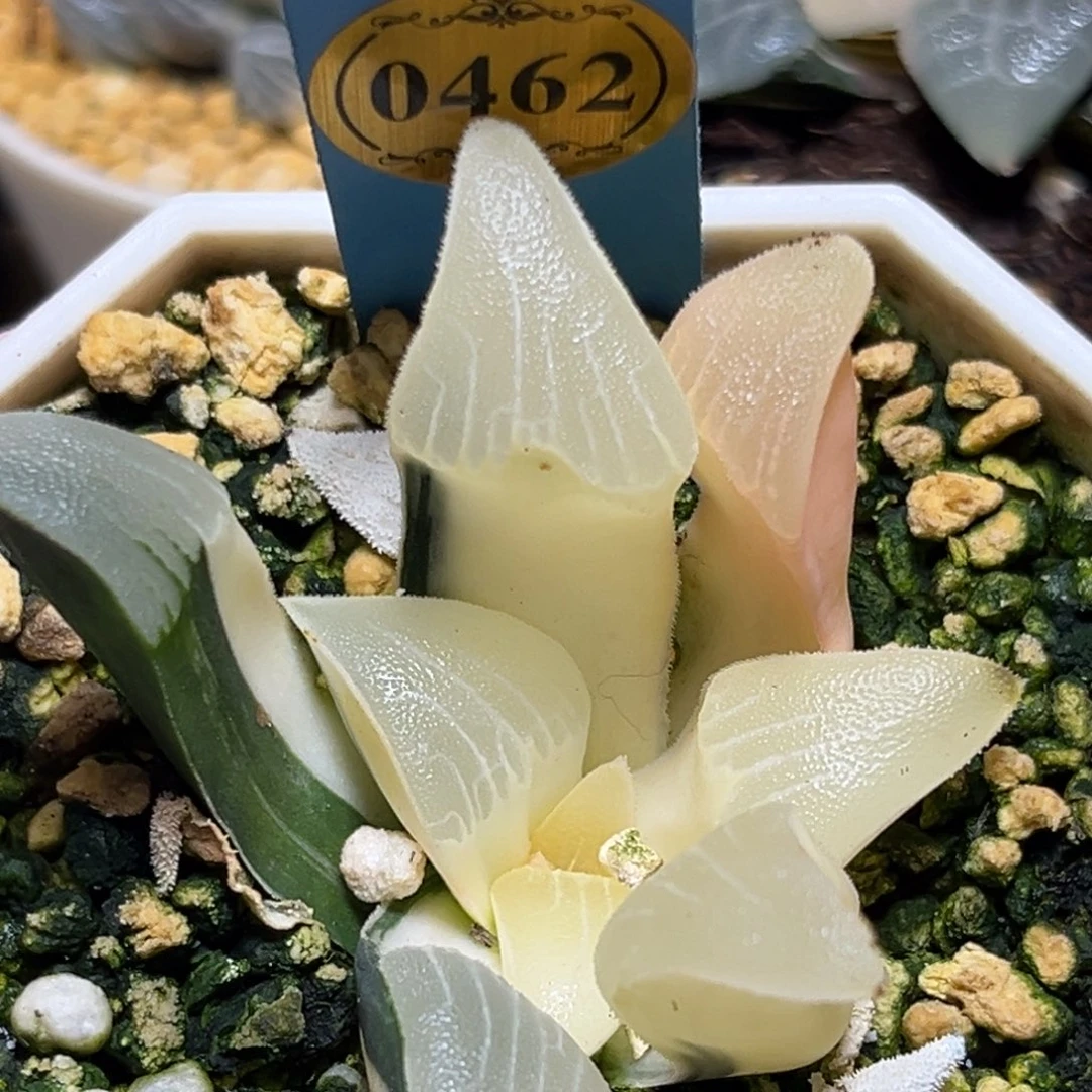 恭喜发财大吉大利0462