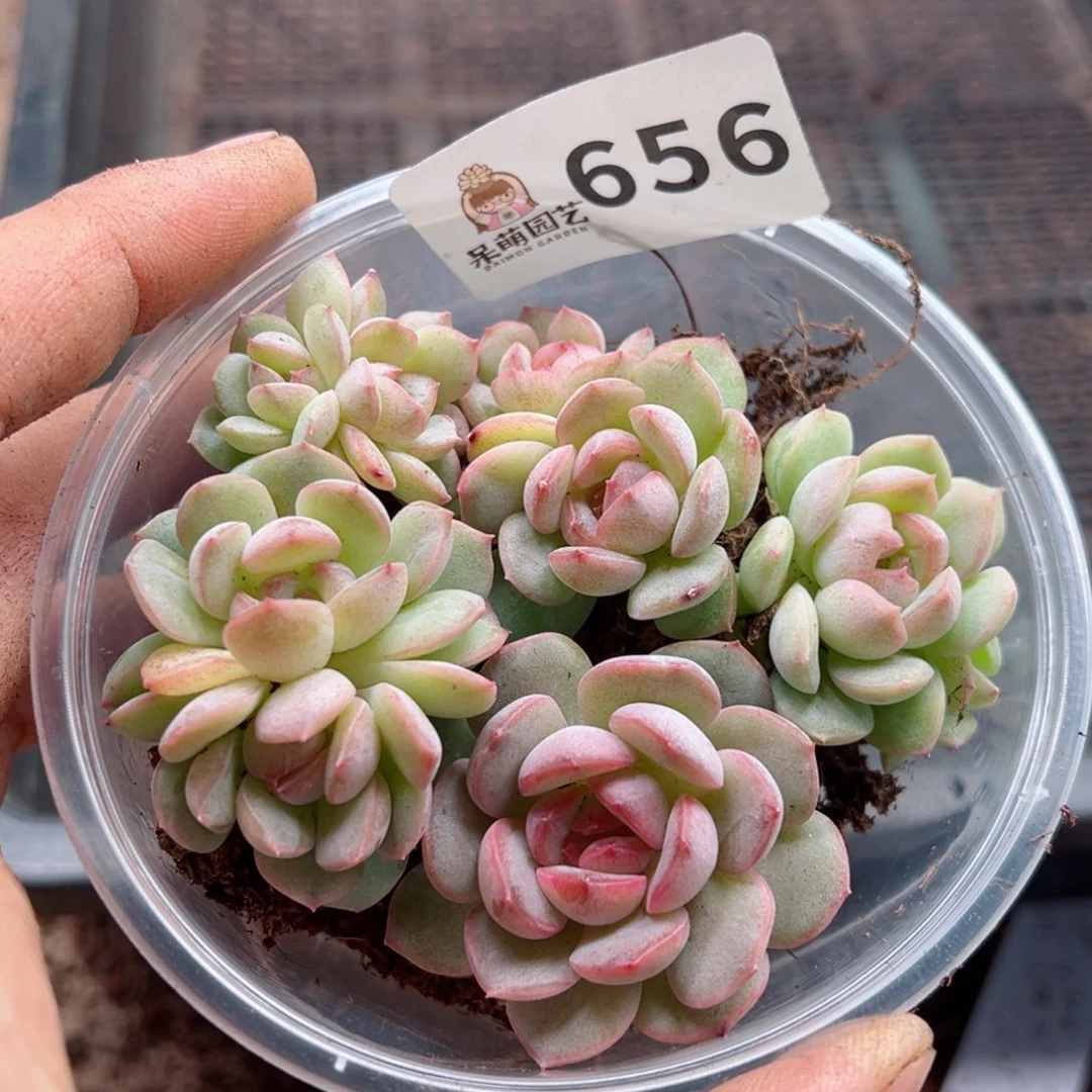 多肉植物多肉植物