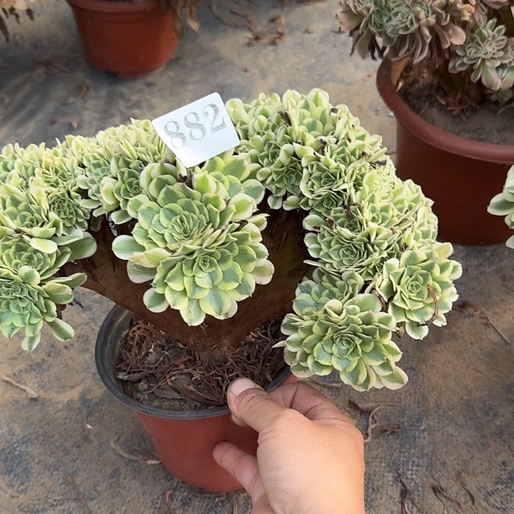 绿豆沙自然朵朵缀化882