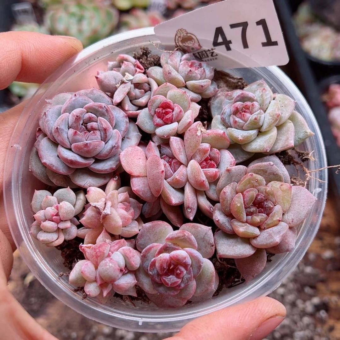 多肉植物多肉植物