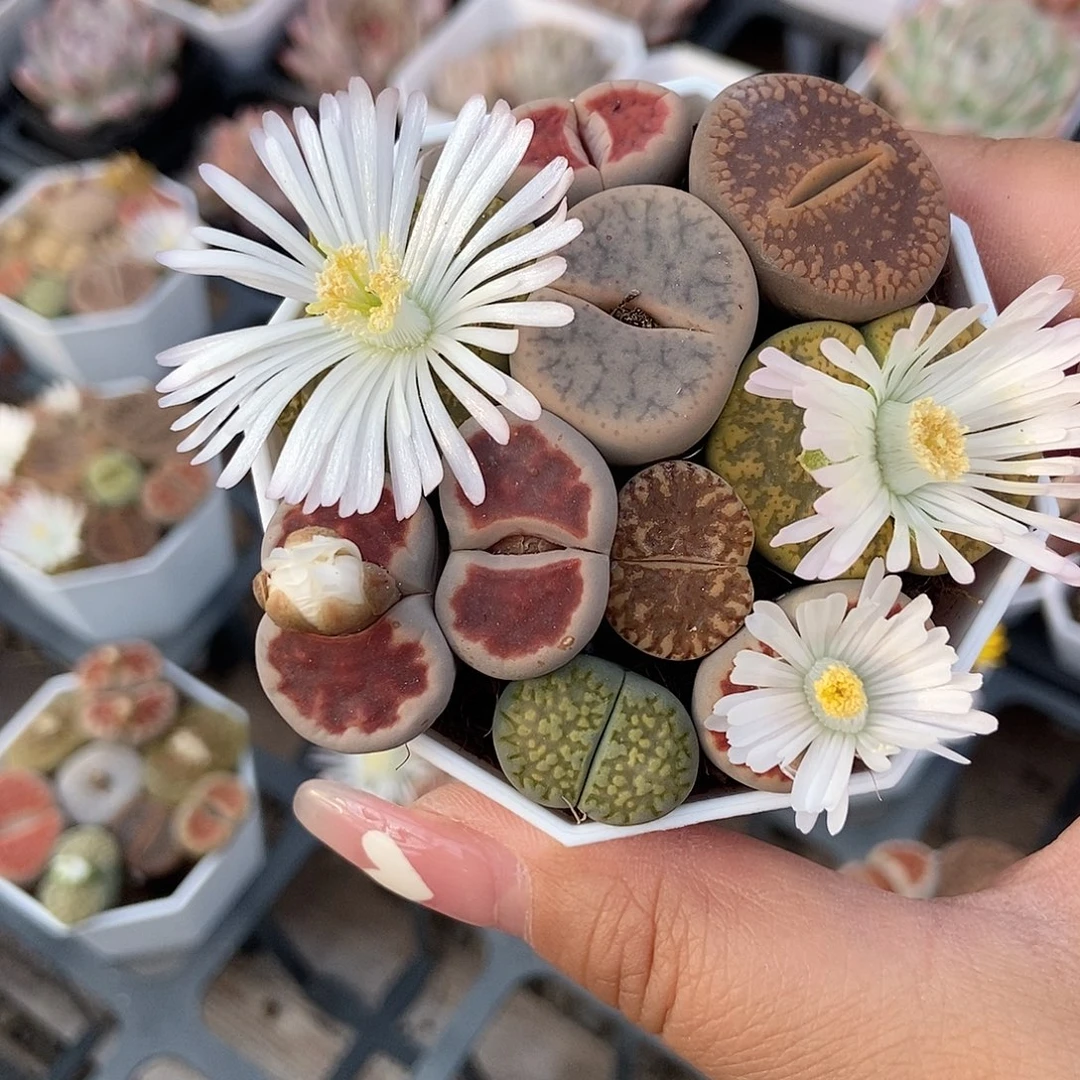 金泰家多肉，生石花可选