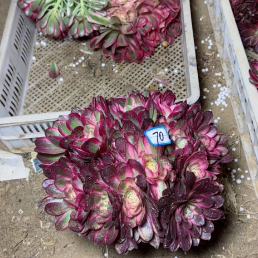 【闪购商品】多肉植物荔枝70