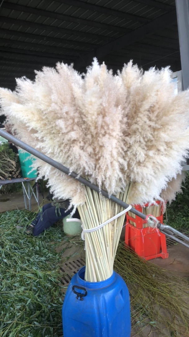 芦苇干花狼尾草可做干花鲜切枝大果小众水培现切斗南直发