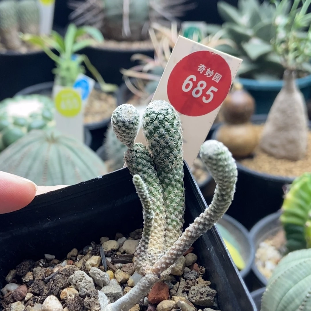 实生四头赤花美针玉群一颗仙人球