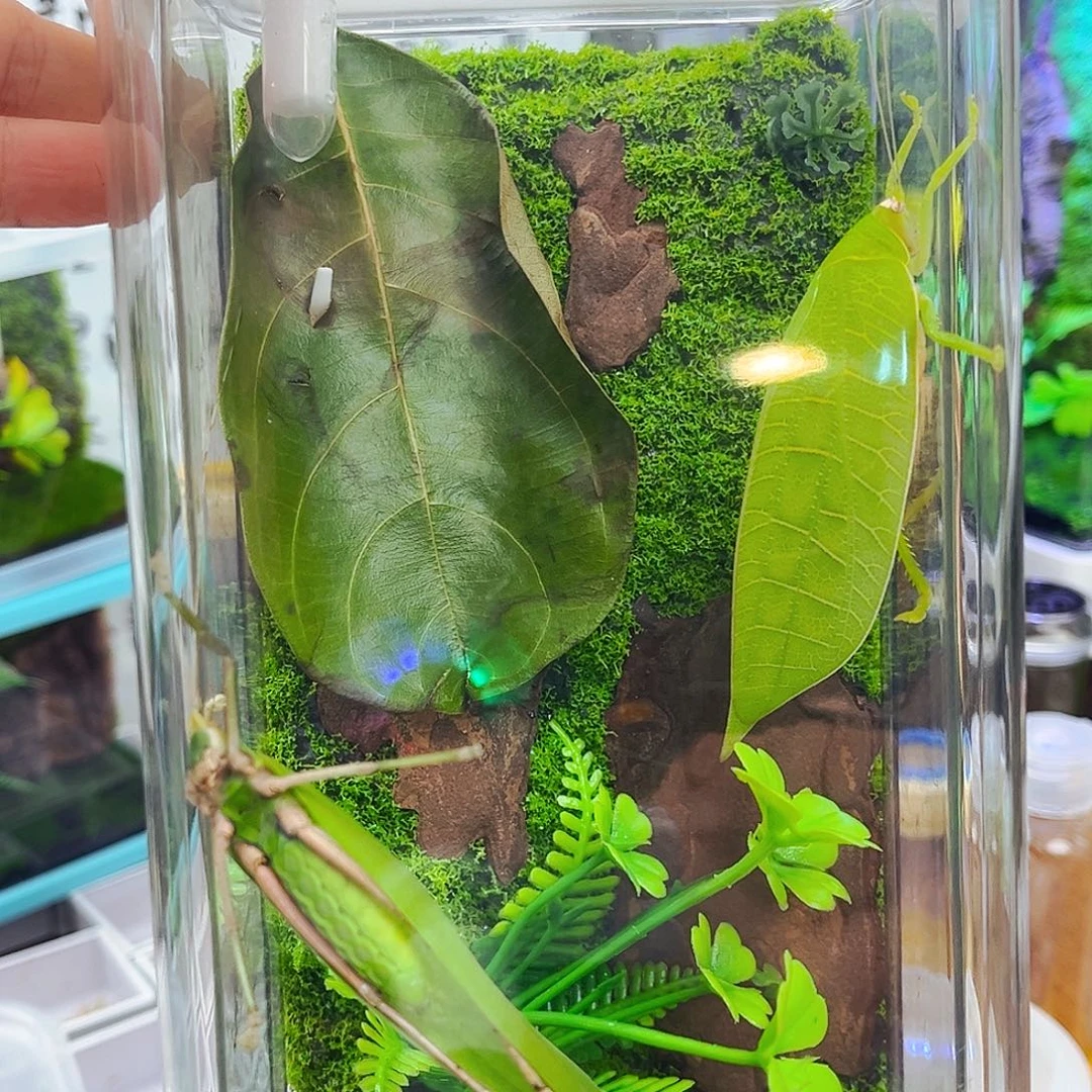 生态箱带冠脉海南素贝