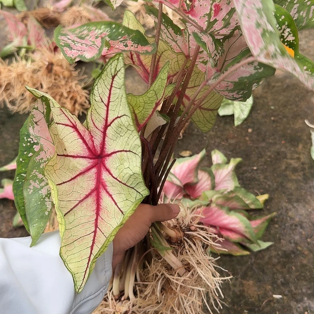 費***可完全开放1403粉色飞溅1404雪后裸球不售后